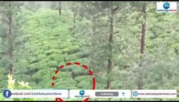 Viral video tiger roam around in wayanad tea estate people got shocked