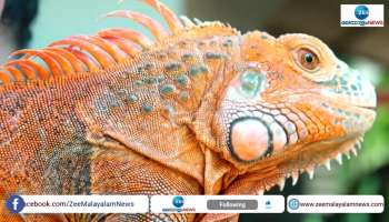 Manjeri Native Suneer have different types of Iguanas as pets