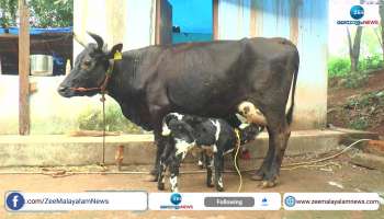 viral video cow gave birth to twin calves