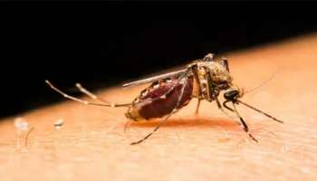 World Malaria Day: ഇന്ന് ലോക മലമ്പനി ദിനം; ആരംഭത്തിലേ കണ്ടെത്തി ചികിത്സിച്ചില്ലെങ്കിൽ ഗുരുതരമാകുന്ന രോഗം