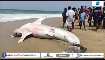 Whale shark off the coast of Thiruvananthapuram