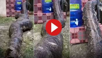 Viral Video: ആകസ്മികമായി വീട്ടിലേക്കെത്തി മുട്ടൻ പെരുമ്പാമ്പ് ..! വീഡിയോ കണ്ടാൽ ഞെട്ടും 