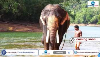 elephants of kottur elephant sanctury