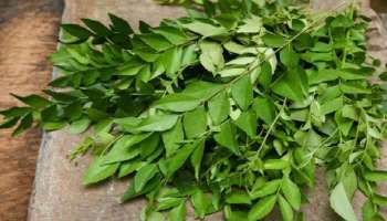 Curry Leaves Benefits: ഒരില... ഒരായിരം ഗുണങ്ങള്‍......!! കറിവേപ്പിലയെ കുറച്ചു കാണല്ലേ... 