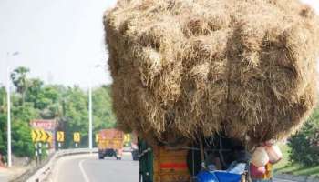 കുട്ടനാട്ടിൽ വൈക്കോൽ വിൽപ്പന പ്രതിസന്ധിയിൽ; കർഷകർക്ക് ഇരുട്ടടിയായി വേനൽ മഴ