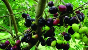 Jamun Side Effects: ഈ ആരോ​ഗ്യ പ്രശ്നങ്ങൾ നിങ്ങൾക്കുണ്ടോ? എങ്കിൽ ഞാവൽ പഴം കഴിക്കുന്നത് ഒഴിവാക്കുക