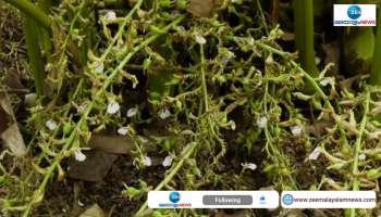 Increased usage of fertilizer Gulf countries rejects idukki cardamom