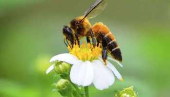 World Bee Day 2022: ഇന്ന് ലോക തേനീച്ച ദിനം; ആചരിക്കുന്നത് എന്തിന് ? അറിയേണ്ടതെല്ലാം