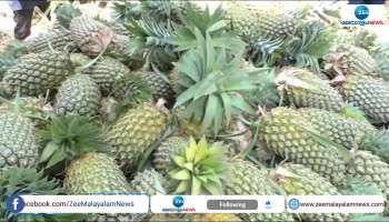 Pineapple growers unable to harvest due to heavy rains