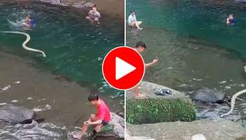 Viral Video: നദിയിലേക്ക് പെട്ടെന്ന് നീന്തിവന്ന് വിഷപ്പാമ്പ്, പിന്നെ സംഭവിച്ചത്..! 