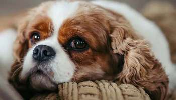  License for Pet Dog: നായയെ വളര്‍ത്തണോ? ലൈസൻസ് എടുത്തോളൂ, അല്ലെങ്കില്‍ പണി കിട്ടും