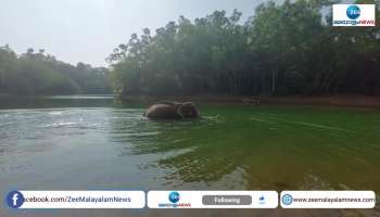 Story about elephants in Kottur Elephant Rehabilitation Centre