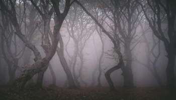  Most Mysterious Place : ലോകത്തിലെ ഏറ്റവും നിഗൂഢമായ സ്ഥലം; ഈ വനത്തിൽ പോയവർ തിരിച്ചെത്തുന്നത് അപൂർവ്വം 