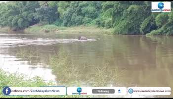 Viral Video Elephant Jumps to River Mahouts got Trapped gets trending in Social Media