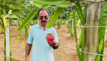 തൈകൾ വന്നത് ഹൈദരാബാദ് നിന്ന്; പഴങ്ങളിലെ താരത്തിന്‍റെ തിളക്കത്തിൽ പ്രവാസിയായ മുസ്തഫ