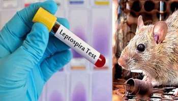 Leptospirosis: എലിപ്പനി രോ​ഗബാധ വർധിക്കുന്നു; വയനാട്ടിൽ ജാ​ഗ്രതാ നിർദേശം നൽകി ആരോ​ഗ്യവകുപ്പ്