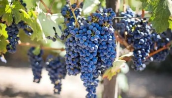 Grapes health benefits: ക്യാൻസറിനെ പ്രതിരോധിക്കാനും മികച്ചതാണ് ഈ പഴം, മുന്തിരിയുടെ ആരോ​ഗ്യ ​ഗുണങ്ങളെ കുറിച്ചറിയാം