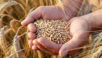 Wheat Export: ഇന്ത്യൻ ​ഗോതമ്പിന്റെ പുനർ കയറ്റുമതിക്ക് വിലക്കേർപ്പെടുത്തി യുഎഇ