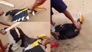 Indian Hornbill: വേഴാമ്പലിനെ തലയ്ക്കടിച്ച് കൊല്ലുന്ന ദൃശ്യങ്ങൾ; സമൂഹമാധ്യമങ്ങളിൽ പ്രതിഷേധം