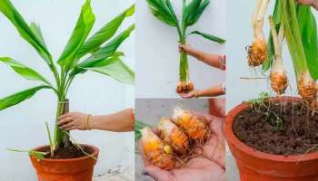 Vastu Tips for Turmeric Plant: വീട്ടിൽ മഞ്ഞൾ ചെടി നടുന്നത് ഐശ്വര്യമാണോ? വാസ്തു ശാസ്ത്രം പറയുന്നത് എന്താണ്? 