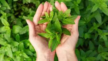 Mint Leaves: ചർമ്മ പ്രശ്നങ്ങൾ മുതൽ അണുബാധകളെ ചെറുക്കുന്നത് വരെ നിരവധിയാണ് പുതിനയുടെ ​ഗുണങ്ങൾ