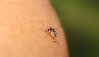 Dengue fever: കൊച്ചിയിൽ ഡെങ്കിപ്പനി പടരുന്നു; പ്രതിരോധ പ്രവർത്തനങ്ങൾ കാര്യക്ഷമമല്ലെന്ന് ആക്ഷേപം