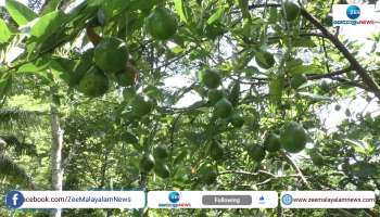 Joseph  native of Idukki wins in  avocado cultivation