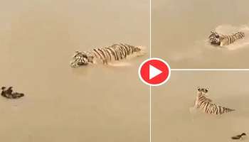 Viral Video: താറാവിന് മുന്നിൽ അടിയറവ് പറഞ്ഞ് കടുവ..! വീഡിയോ വൈറൽ 
