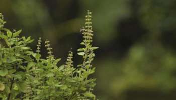  Tulsi Leaf Benefits : പിരിമുറുക്കവും, പ്രമേഹവും കുറയ്ക്കുന്നത് മുതൽ അണുബാധ പ്രതിരോധിക്കുന്നത് വരെ; തുളസിക്ക് ഗുണങ്ങളേറെയാണ്