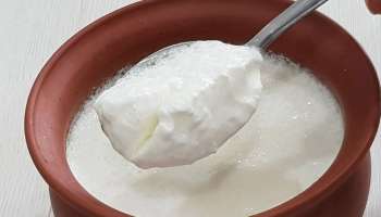 Curd: തൈരിനൊപ്പം ഈ ആറ് ഭക്ഷണങ്ങൾ കഴിക്കരുത്