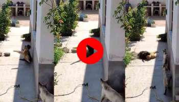 Viral Video : എന്റെ അമ്മോ!! പൂച്ചകളുടെ പൊരിഞ്ഞ അടി; അവസാനം...