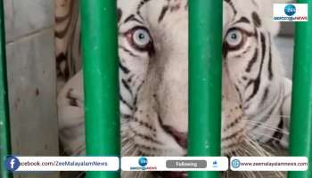Tiger Safari to be introduced in Nahargarh Biological Park in Rajasthan