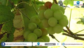 Grape Farming at Idukki 