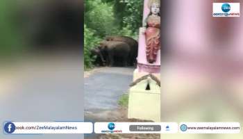 Herd of elephants create threats in attapady
