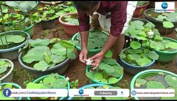 Lotus Cultivation 