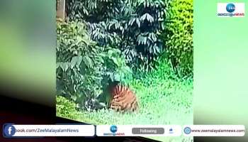 Tiger Attack starts once again in Sulthan Bathery wayanad