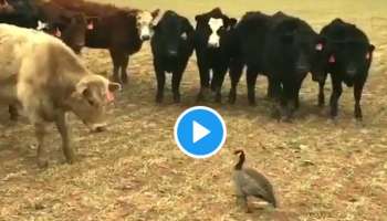 Viral Video : &quot;നെഞ്ചുറപ്പ്&quot;; പശു ഇടിക്കാൻ വന്നിട്ടും പേടിക്കാതെ നേരിട്ട് കൊക്ക്; വീഡിയോ വൈറൽ