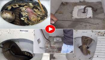 Viral Video: ടോയ്‌ലറ്റിൽ നിന്നും പെട്ടെന്ന് മൂർഖൻ പുറത്തേക്ക്..! വീഡിയോ കണ്ടാൽ ഞെട്ടും 
