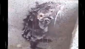Viral Video: എലി കുളിക്കുന്നത് കണ്ടിട്ടുണ്ടോ..? അതും സോപ്പ് ഉപയോഗിച്ച്..! വീഡിയോ വൈറലാകുന്നു