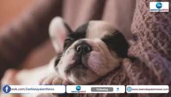 Companies starting to offer 'pawternity leave' to employees, know details here