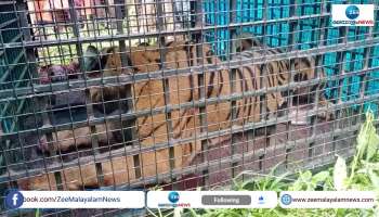 Tiger Caught From Wayanad 