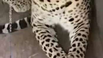Leopard who attacked locals in karantaka got caught