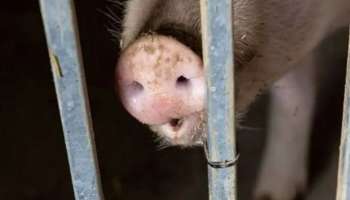 African Swine Fever: ആഫ്രിക്കന്‍ പന്നിപ്പനി സ്ഥിരീകരിച്ച ഫാമുകളുടെ ഒരു കിലോമീറ്റർ ചുറ്റളവിലെ മുഴുവന്‍ പന്നികളെയും കൊന്നൊടുക്കും