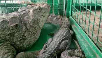 Crocodiles: കനത്ത മഴയിൽ നദികൾ കരകവിഞ്ഞൊഴുകി; ജനവാസ മേഖലയിലിറങ്ങി മുതലകൾ