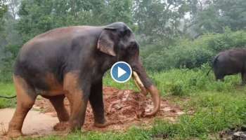 Viral Video : മഴയിൽ സന്തോഷം കൊണ്ട് നൃത്തം ചെയ്ത് ആന; വീഡിയോ വൈറൽ