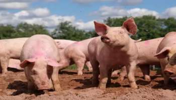 African Swine Fever: ആഫ്രിക്കന്‍ പന്നിപ്പനി ബാധിച്ച പന്നികളെ കൂട്ടത്തോടെ കൊന്നു; അടുത്ത ഘട്ടം രണ്ട് ദിവസത്തിനുള്ളിൽ