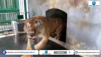 Story of the world famous tiger george of trivandrum zoo
