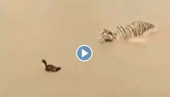 Viral Video : &quot;എന്നെ പിടിക്കാൻ നോക്കേണ്ട&quot;; കടുവയെ വിദഗ്ദ്ധമായി പറ്റിച്ച് താറാവ്, വീഡിയോ വൈറൽ