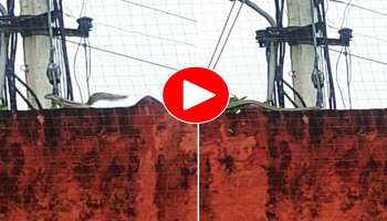 Viral Video: പാമ്പും അണ്ണാനും തമ്മിലുള്ള പോരാട്ടത്തിനിടയിൽ ഒരു പക്ഷിയും ..! പിന്നെ സംഭവിച്ചത്, വീഡിയോ വൈറൽ 