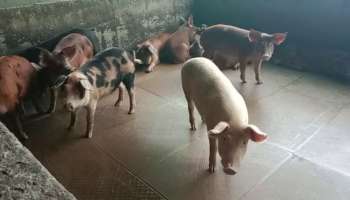 African Swine Fever: വയനാട്ടിൽ വീണ്ടും ആഫ്രിക്കൻ പന്നിപ്പനി സ്ഥിരീകരിച്ചു